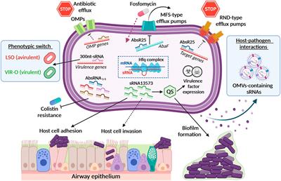 The Acinetobacter baumannii model can explain the role of small non-coding RNAs as potential mediators of host-pathogen interactions